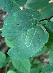 Phyllonorycter lucetiella