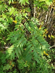 Sorbus americana