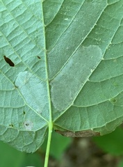 Phyllonorycter lucetiella