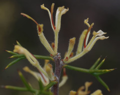 Hakea erinacea