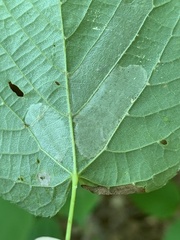 Phyllonorycter lucetiella