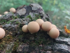 Apioperdon
