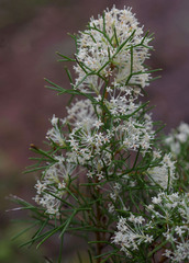 Hakea lissocarpha