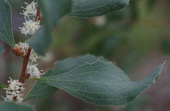 Hakea undulata