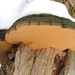 Cracked Cap Polypore - Photo (c) Rob Curtis, some rights reserved (CC BY-NC-SA), uploaded by Rob Curtis