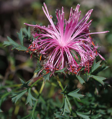 Isopogon dubius