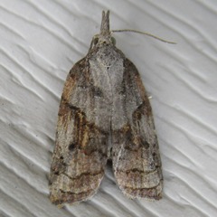 Platynota idaeusalis