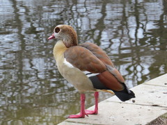 Alopochen aegyptiaca