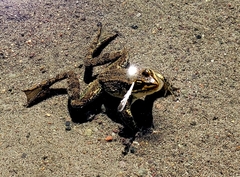 Rana luteiventris