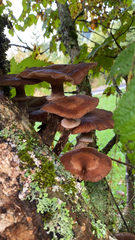 Armillaria novae-zelandiae