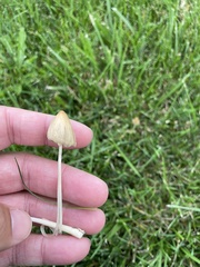 Conocybe apala