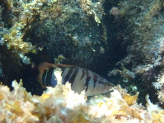 Serranus scriba