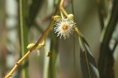 Eucalyptus camaldulensis arida