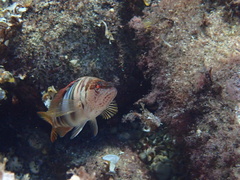 Serranus scriba