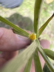 Hypoxis