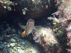Serranus scriba