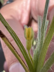 Hypoxis