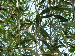 Loranthaceae
