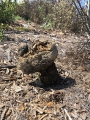 Pisolithus tinctorius
