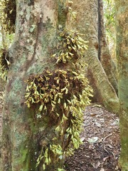 Syzygium cormiflorum