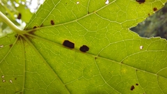 Cercospora liquidambaris
