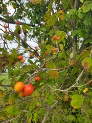 Crataegus submollis