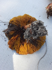 Phylloporus leucomycelinus