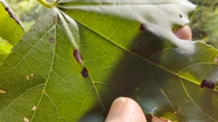 Cercospora liquidambaris