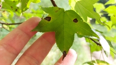 Cercospora liquidambaris