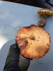 Phylloporus leucomycelinus