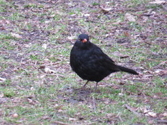 Turdus merula