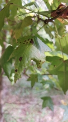 Cercospora liquidambaris