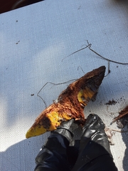 Phylloporus leucomycelinus