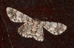 Geometridae
