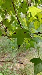 Cercospora liquidambaris