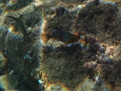 Sparisoma cretense