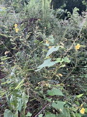 Chamaecrista fasciculata