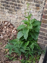 Nicotiana