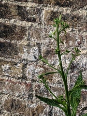 Nicotiana