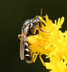 Perdita octomaculata