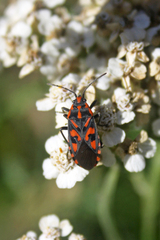 Spilostethus saxatilis