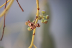Eucalyptus camaldulensis arida