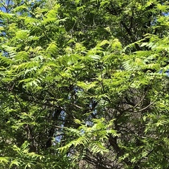Juglans major