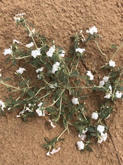 Euploca convolvulacea