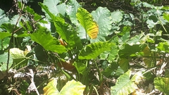 Alocasia macrorrhizos