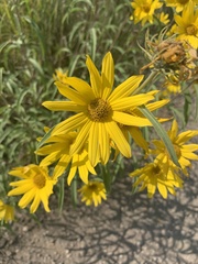 Helianthus maximiliani