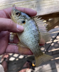 Lepomis microlophus