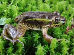 Lithobates montezumae