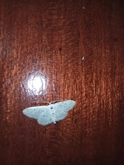 Idaea minuscularia