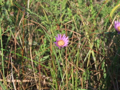 Symphyotrichum pratense
